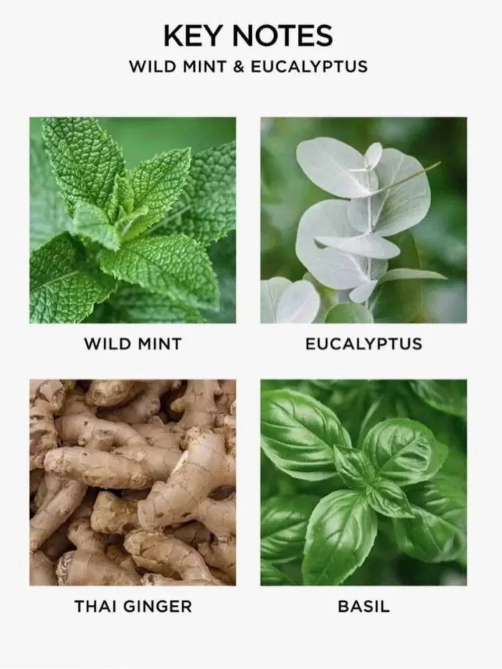 NEST Wellness Mist Diffuser Set - Wild Mint & Eucalyptus